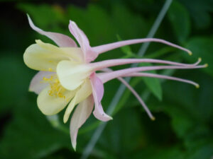 Aquilegia x hybrida 'Mckana Giant' Wurzerlsgarten