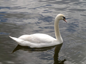 Odette, der weiße Schwan aus Schwanensee