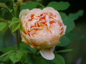 Rosa 'Golden Celebration', Garten Halwax