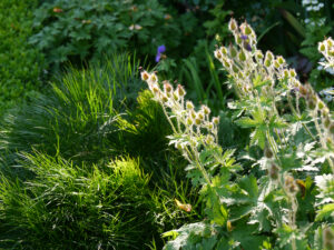 Peucedanum longifolium, bosnischer Haarstrang, Geranium Samenstand, im Gegenlicht, Vorgarten Halwax