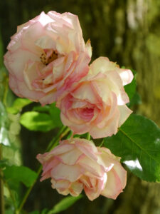 Rose 'Eden' Garten Halwax