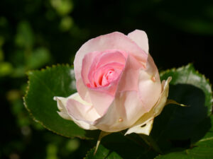 Rose 'Eden' Rosen- und Clematisgarten Halwax