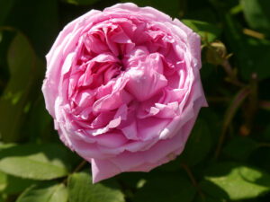 Rosa 'Mme. Knorr', Rosen- und Clematisgarten Halwax