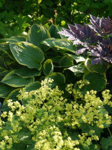 Hosta, Actea, Alchemilla, Rosen- und Clematisgarten, Garten Halwax