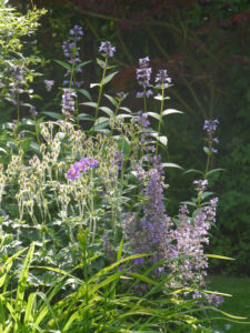 Nepetea, Hemerocallis und Geranium im Gegenlicht, Garten Halwax im Gegenlicht