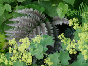 Alchemilla mollis und japanischer Schmuckfarn, Rosen- und Clematisgarten, Garten Halwax