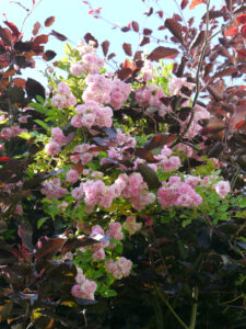 Rosa 'Pink Ghislaine de Feligonde', Fagus sylvatica 'Pendula' Hängeblutbuche, Halwax