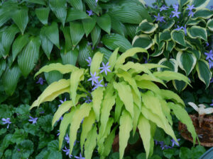 Hostas mit Campanula poscharskyana im Garten Halwax