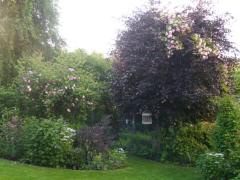 Rosen- und Clematisgarten Halwax, Niederbayern