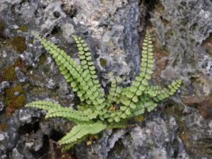 Asplenium trichomanes, braunstieliger Streifenfarn, Wurzerlsgarten