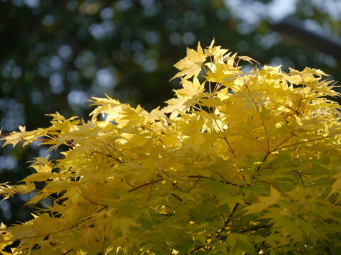 Acer palmatum 'Summergold'