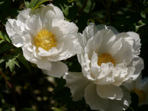 Paeonia suffruticosa Sämling, in Wurzerlsgarten