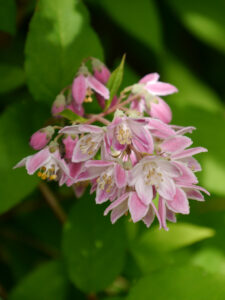 Deutzia rosea, Niedriger Sternchenstrauch, Wurzerlsgarten 