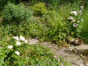 Die Wegbiegung von Wisteriaecke und Steingarten in Wurzerls Garten. 