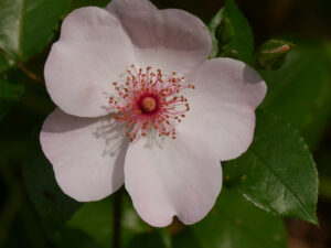 Rosa 'Sweet Pretty' Wurzerlsgarten