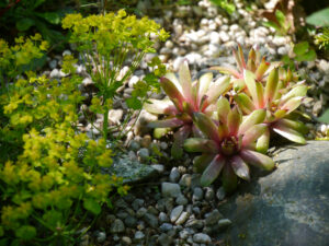 Euphorbia cyparissias 'Fens Ruby', Zypressen-Wolfsmilch, Sempervivum Hybride, Wurzerlsgarten