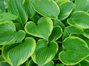 Diese Hosta ist die Unterpflanzung für Hydrangea quercifolia in Wurzerlsgarten