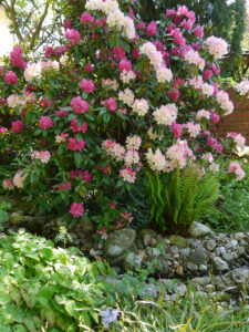 Der Bachhügel mit der Rhododendronsenke dahinter in Wurzerlsgarten