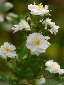 Rosa 'Guirlande d'Amour', Wurzerlsgarten