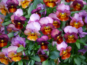 Viola cornuta blüht unaufhaltsam im Rosenrondell in Wurzerlsgarten