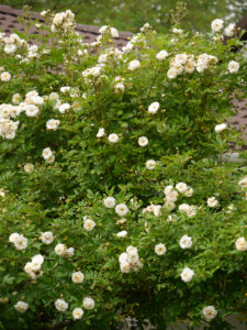 Rosa 'Ghislaine de Feligonde', Wurzerlsgarten