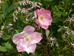 Rosa 'The Lady's Blush' umspielt von Gillenia trifoliata, Dreiblatt, in Wurzerlsgarten