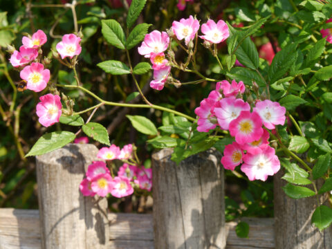 Rosa 'Mozart', Garten Josefine Heinze, Grattersdorf