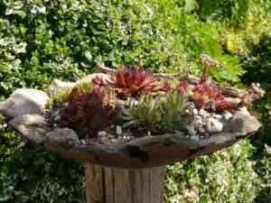 Dekoschale mit Sempervivum, Garten Josefine Heinze, Grattersdorf