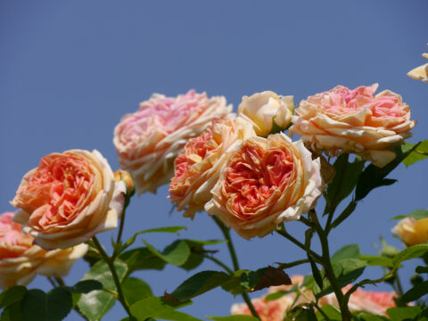 Rosa 'Alchymist', Garten Josefine Heinze, Grattersdorf
