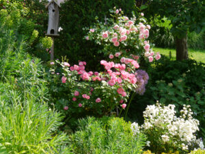 Rosen-Hochstamm 'Granny', links Rose 'Angela', vorne weiß Rose 'Flocon de Neige', Garten Josefine Heinze, Grattersdorf