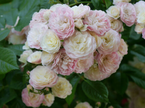 Rosa 'Bouget Parfait', Garten Josefine Heinze, Grattersdorf
