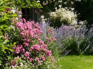 links Rosa 'Sibelius', rechts oben Rosa 'Bouget Parfait', Nepeta 'Walkers Low', Clematis recta 'Purpurea', Allium, Garten Josefine Heinze, Grattersdorf