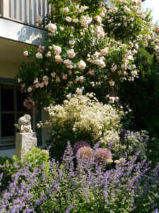 Rosa 'Bouget Parfait', Nepeta 'Walkers Low', Clematis recta 'Purpurea', Allium, Garten Josefine Heinze, Grattersdorf