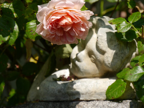 Rose 'Abraham Darby', Garten Josefine Heinze, Grattersdorf
