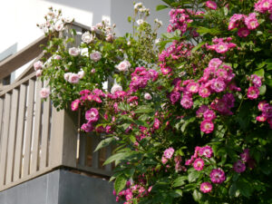 Rosa 'Perennial Blue' und 'New Dawn' im Rosengarten Josefine Heinze, Grattersdorf 