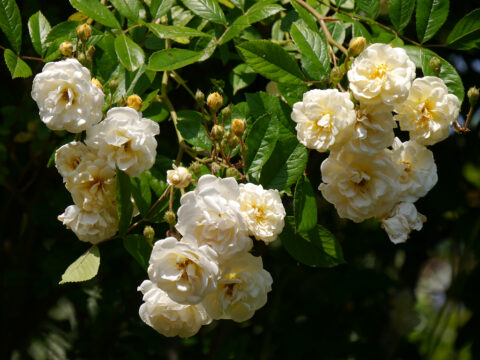 Rosa 'Ghislaine de Feligonde', Garten Josefine Heinze,Grattersdorf