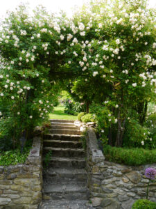 Rosa 'Ghislaine de Feligonde', Aufgang in den oberen Garten Josefine Heinze, Grattersdorf