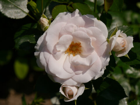 Rosa 'Aspirin', Rosengarten Josefine Heinze, Grattersdorf 