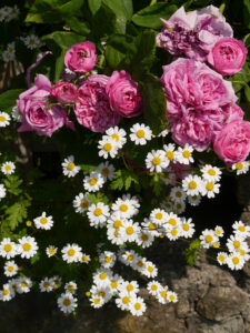 Rose 'Yolande d´Aragon', Tanacetum parthenium, Rosengarten Josefine Heinze, Grattersdorf 