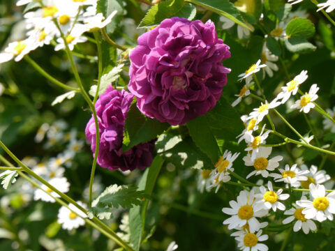 Rose 'Reine de Violettes' und Mutterkraut, Tanacetum parthenium, im Garten Josefine Heinze, Grattersdorf