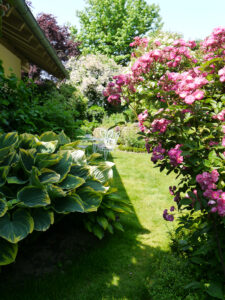 Rose 'Sibelius' und Hosta 'Sagae', Garten Josefine Heinze, Grattersdorf