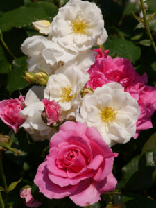 Moschata-Rose 'Penelope'  und die 'Parade' in pink