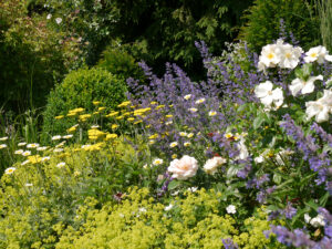 Rosa 'Sally Holmes', Achillea, und Alchemilla mollis im Garten Josefine Heinze, Grattersdorf