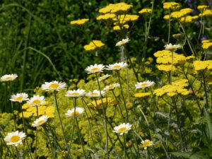 Margeriten und Schafgarten im Garten Josefine Heinze