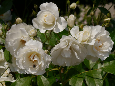 Rosa 'Easy to Cut', Rosengarten Josefine Heinze, Grattersdorf
