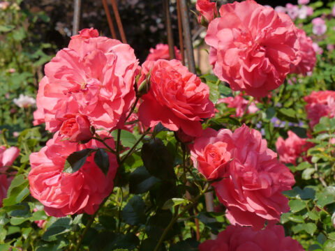 Rosa 'Rosarium Uetersen', Garten Josefine Heinze, Grattersdorf