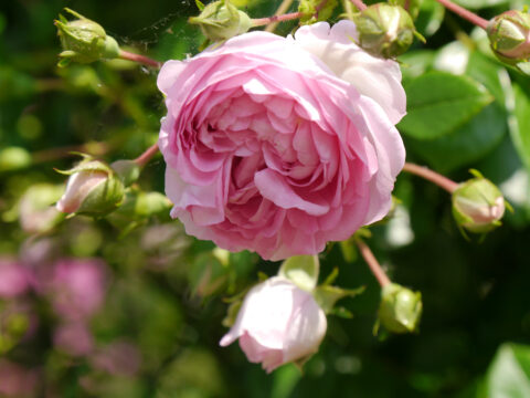 Rosa 'Jasmina', Rosengarten Josefine Heinze, 