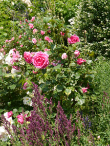 Rosen, Stauden, Sträucher und Bäume, es nimmt kein Ende im Garten Josefine Heinze, Grattersdorf.