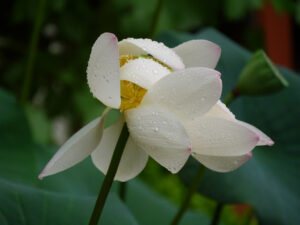 Lotosblume (Nelumbo nucifera)