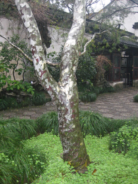 Stamm einer Pinus bungeana,  Tempel-Kiefer